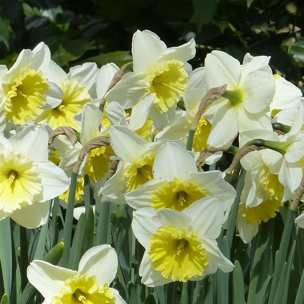 Narciso trombeta Ice Follies'