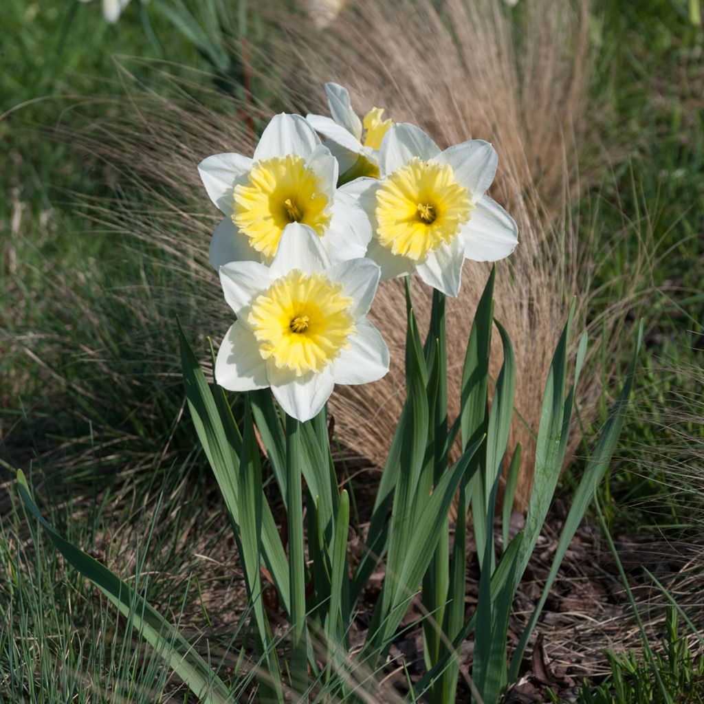 Narciso trombeta Ice Follies'