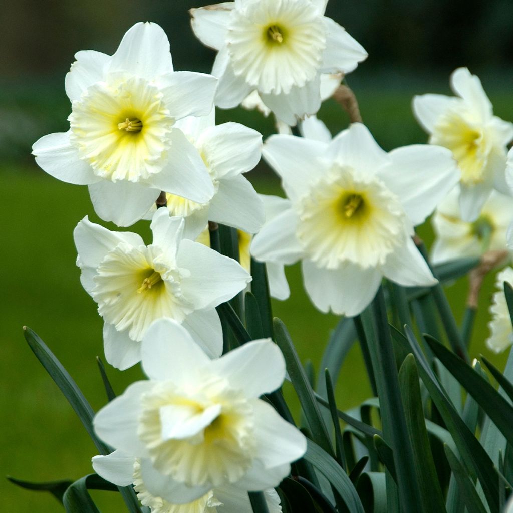 Narciso trombeta Ice Follies'