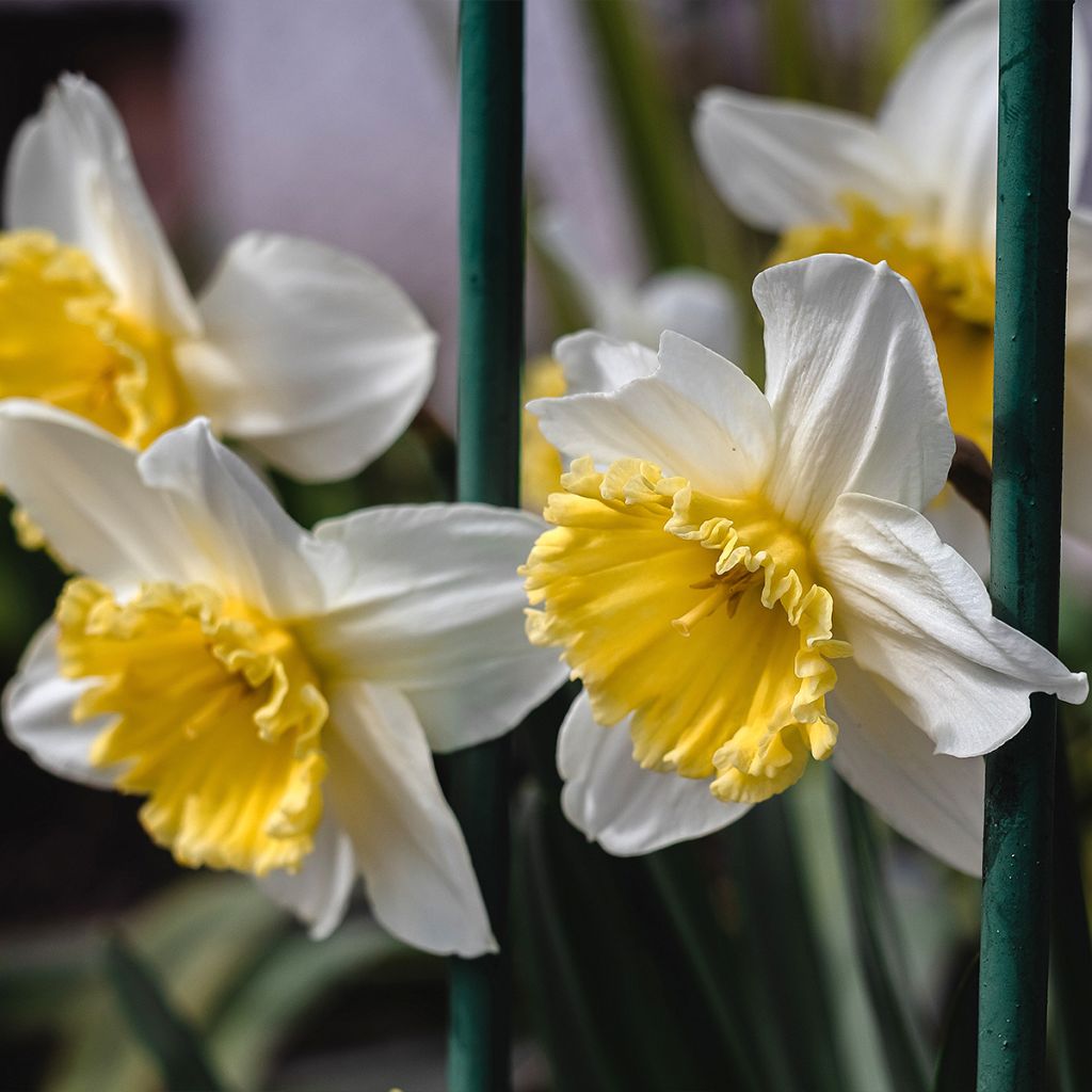 Narciso trombeta Ice Follies'
