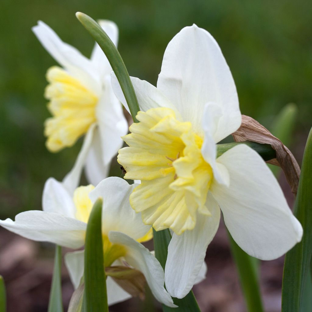 Narciso trombeta Ice Follies'
