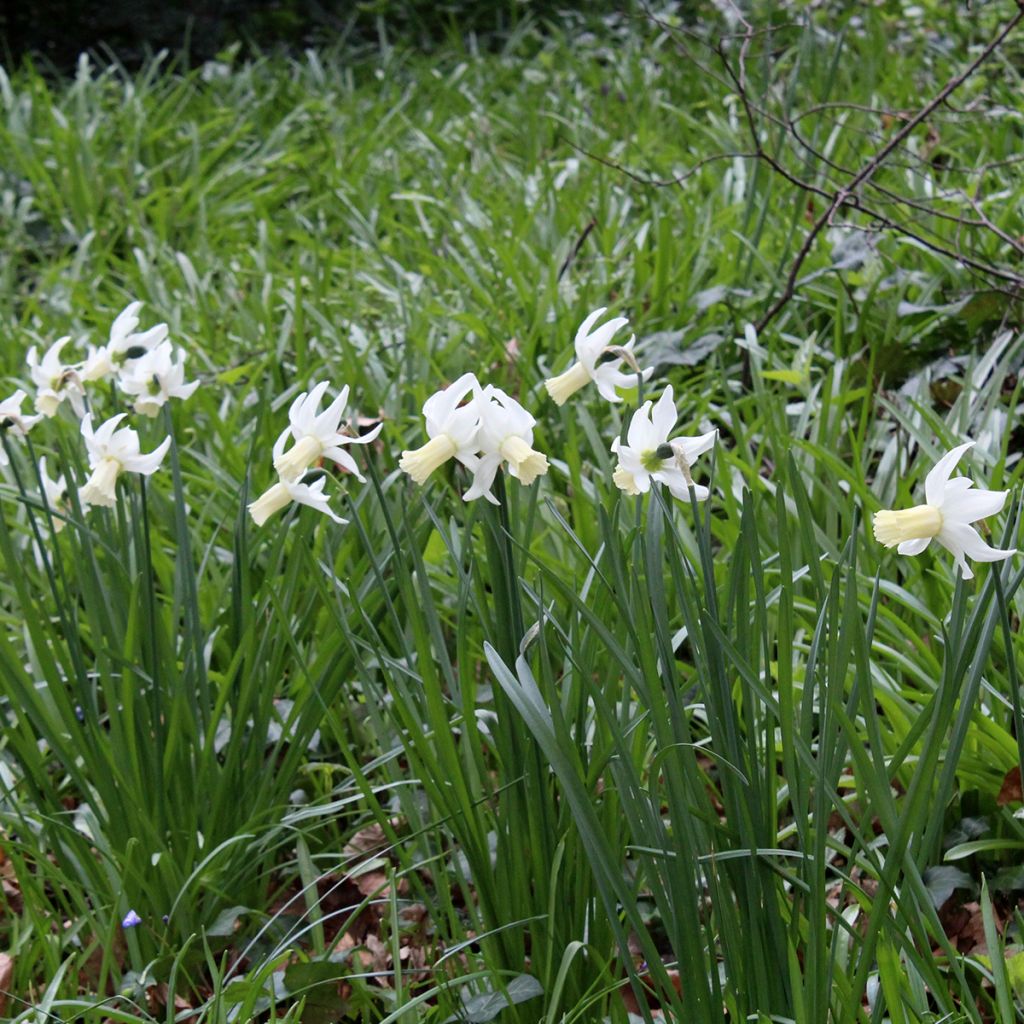 Narciso triandrus Lemon Drops