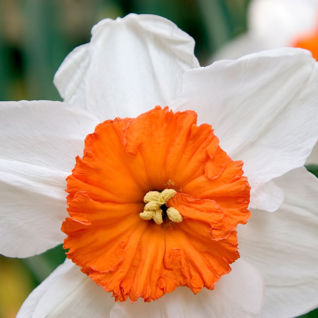 Narciso Jonquilla Professor Einstein