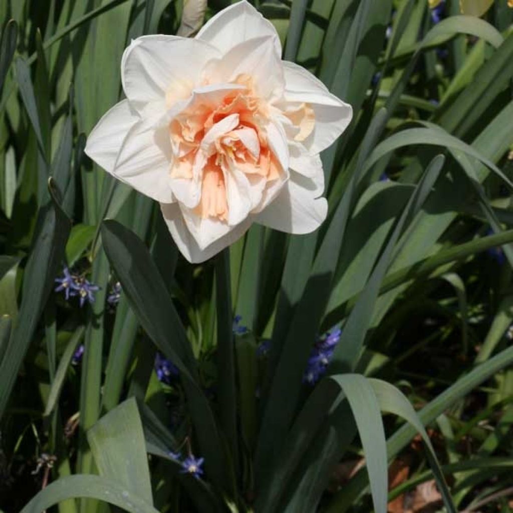 Narciso Jonquilla White Lion