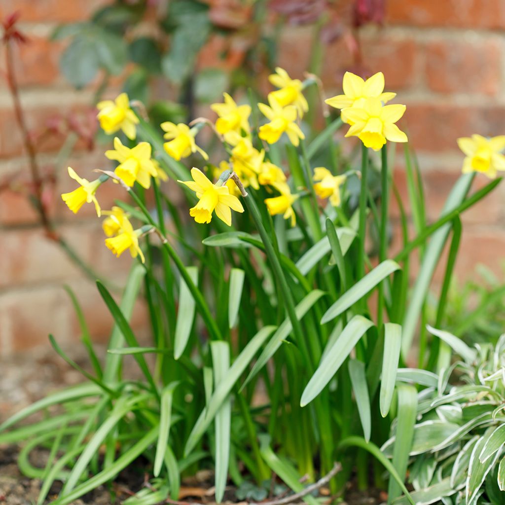 Narciso ciclamineus Tête à Tête