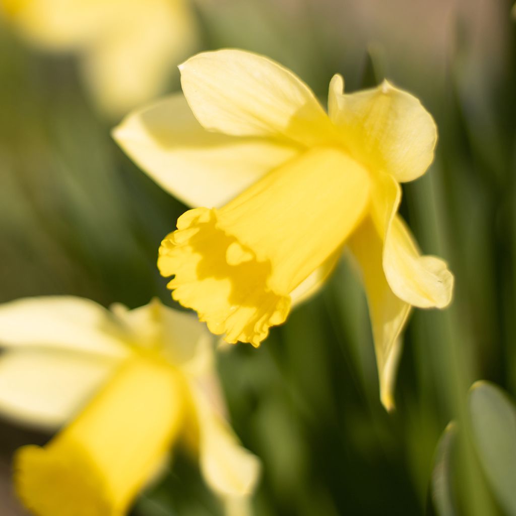 Narciso ciclamineus Tête à Tête