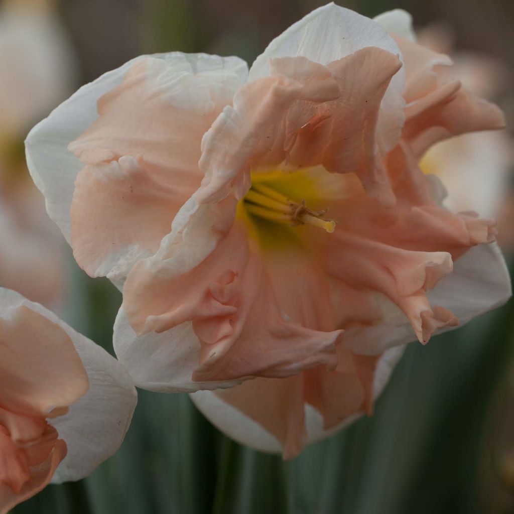 Narciso de coroa dividida Apricot Whirl