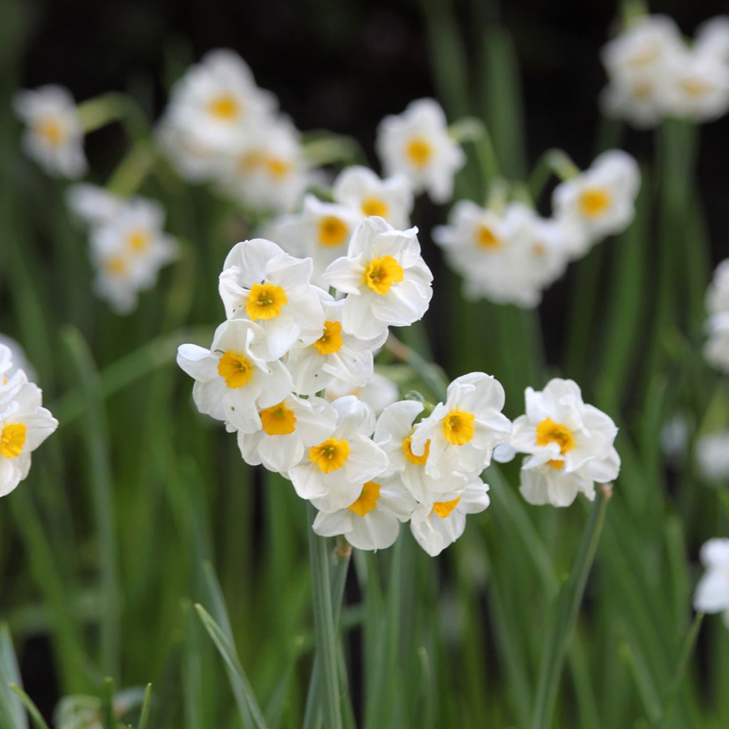 Narciso Tazetta Laurens Koster