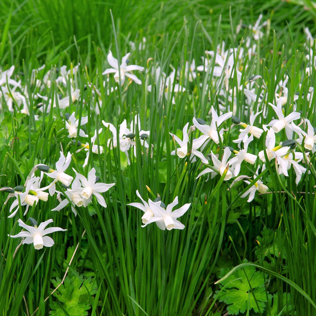 Narciso triandrus Thalia