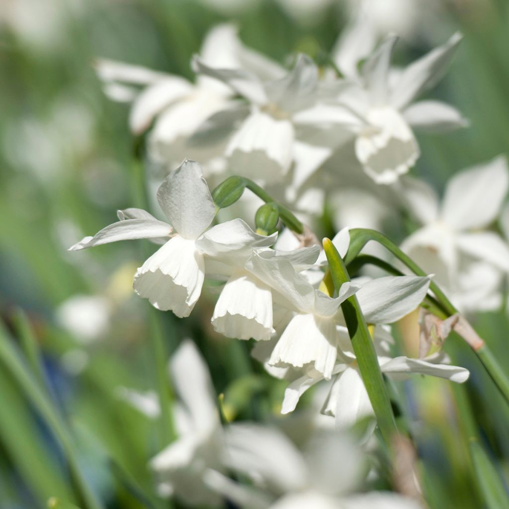 Narciso triandrus Thalia