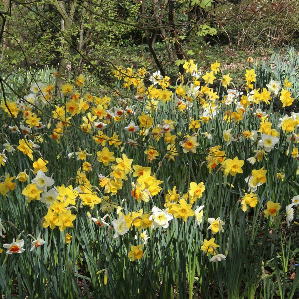 Narciso Jonquilla Sélection Schryve