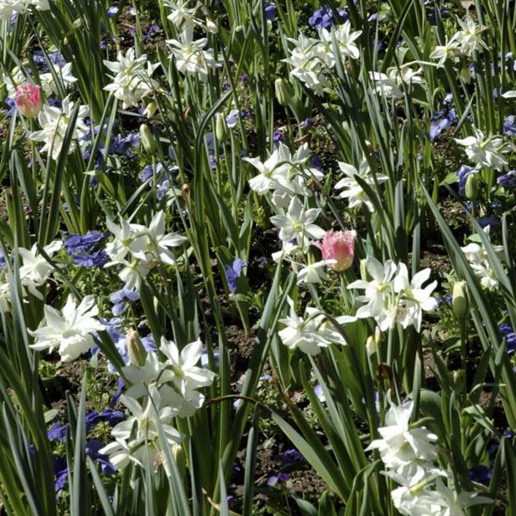 Narciso triandrus Thalia