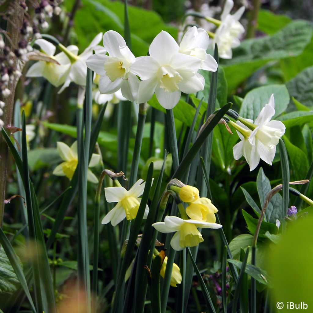 Narciso Jonquilla Pueblo