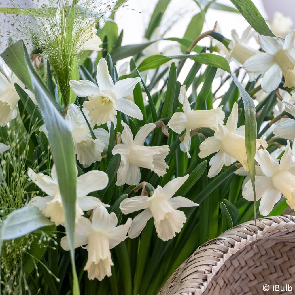 Narciso Jonquilla Pueblo