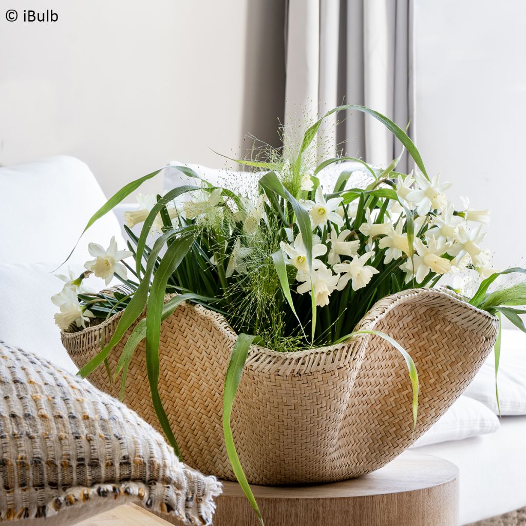 Narciso Jonquilla Pueblo