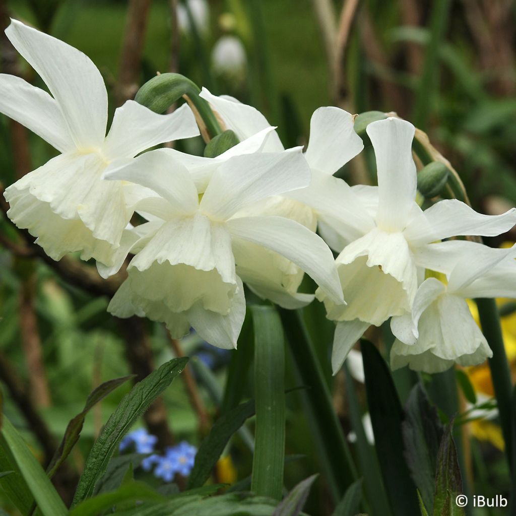 Narciso Jonquilla Pueblo