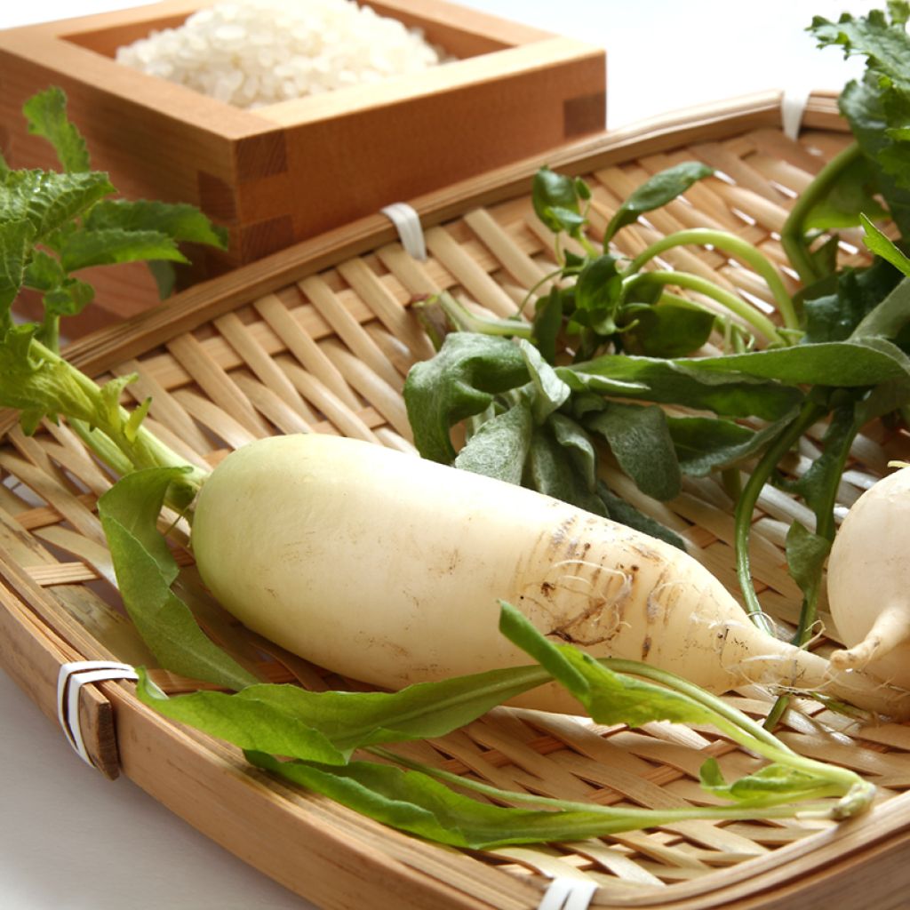 Nabo Branco Duro de Inverno