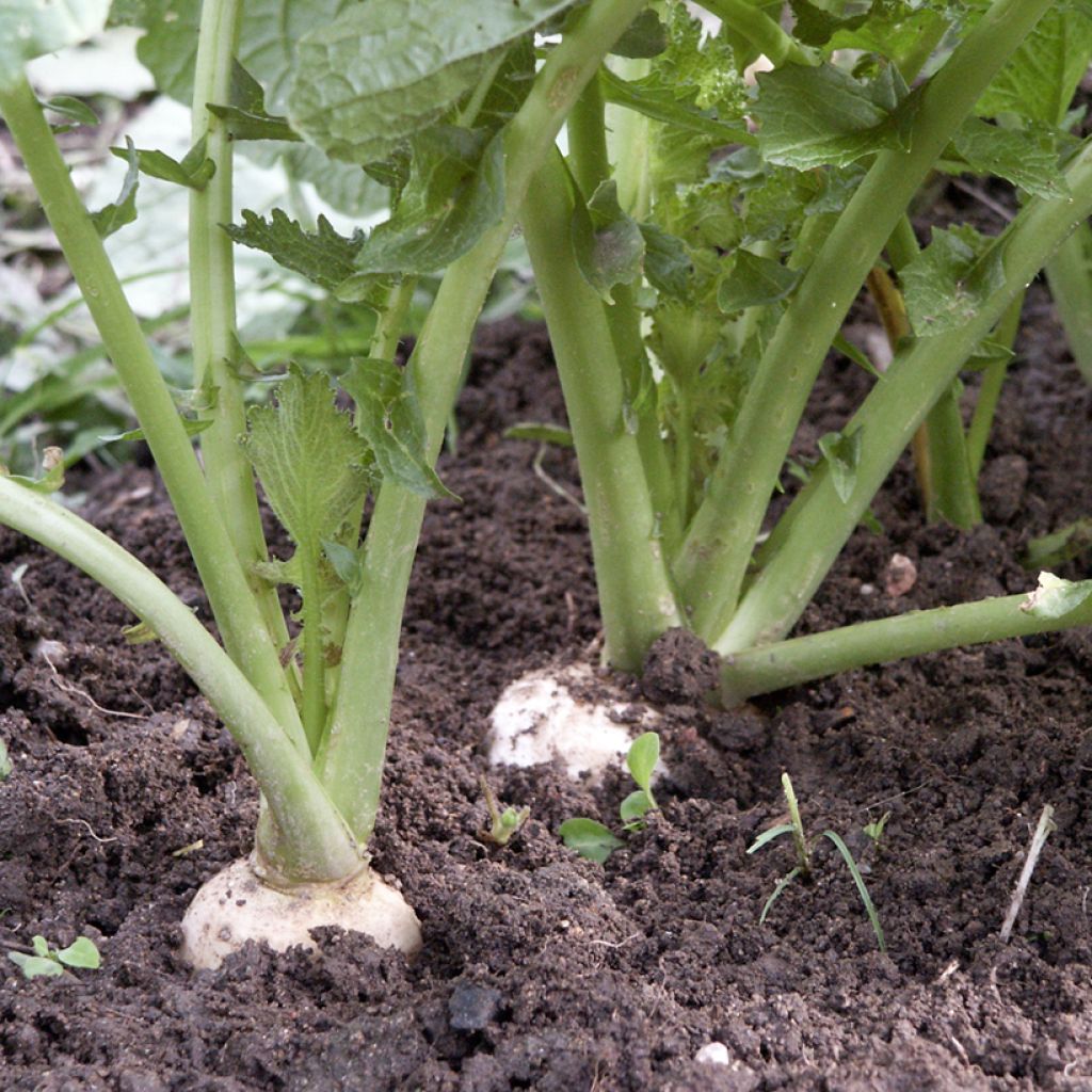 Nabo Branco Duro de Inverno