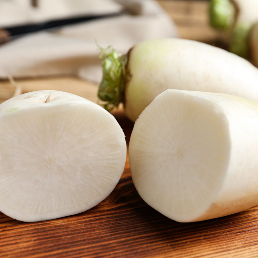 Nabo Marteau - Ferme de Sainte Marthe Bio