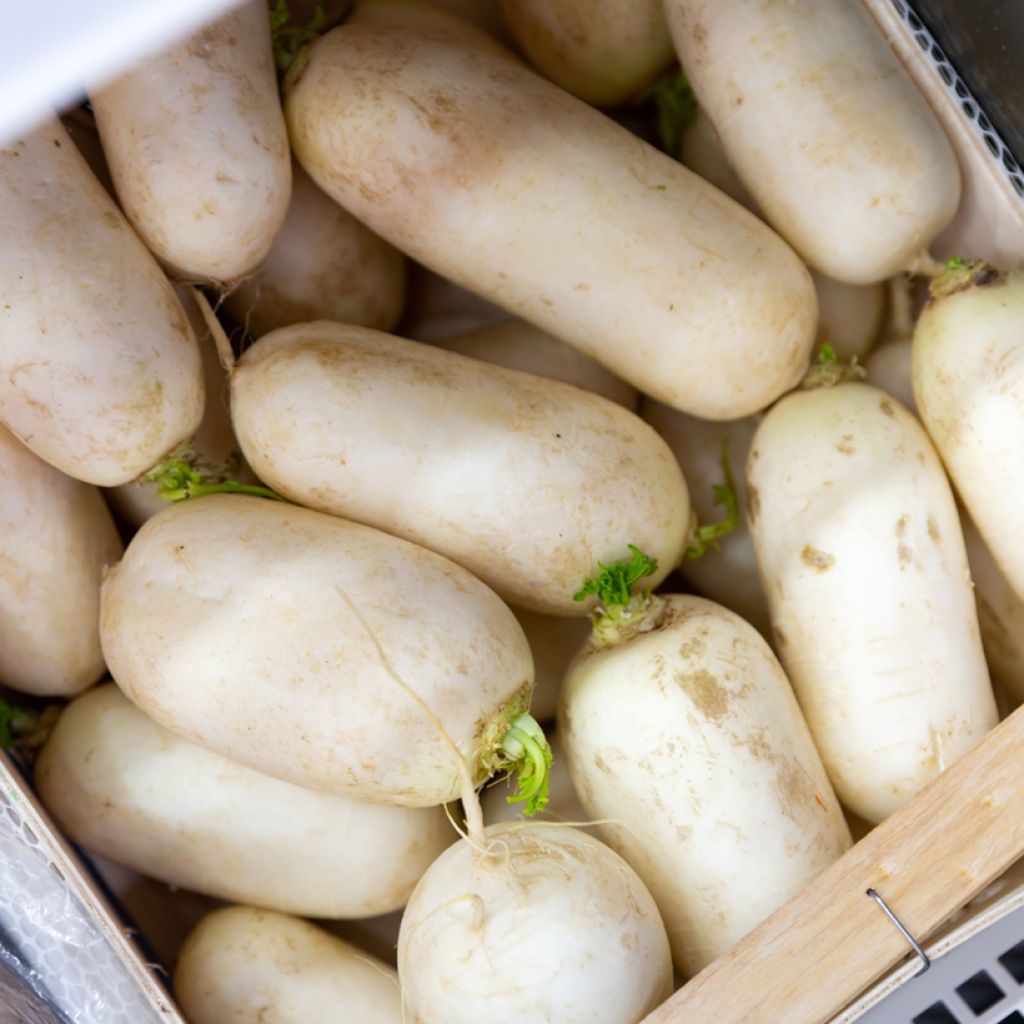 Nabo Marteau Vilmorin