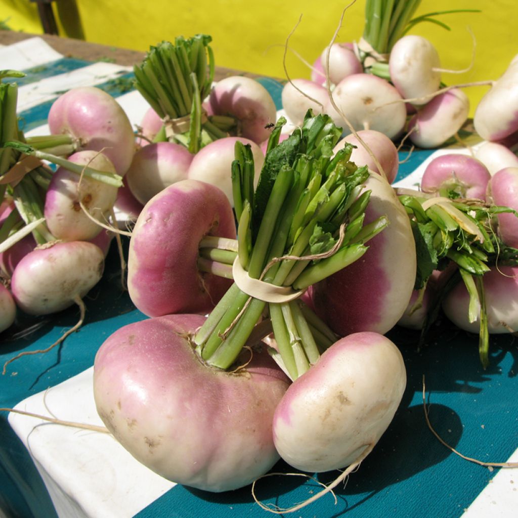 Nabo Vermelho Bio extra precoce de Milão Vilmorin