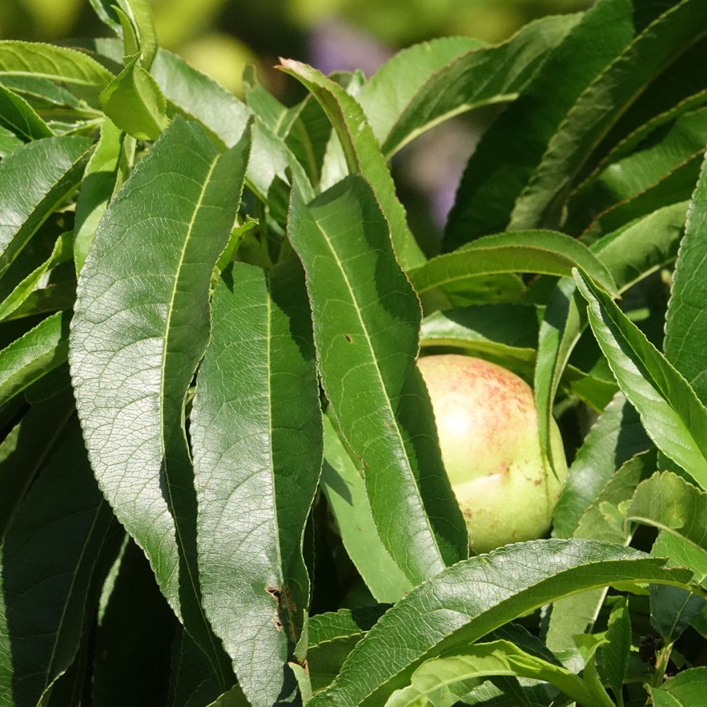 Nectarineira anã Snow Baby - Prunus persica