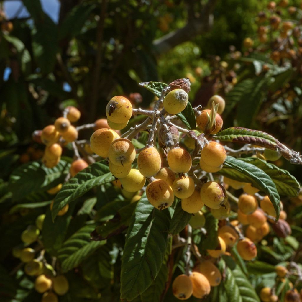 Nespereira Argelino - Eriobotrya japonica