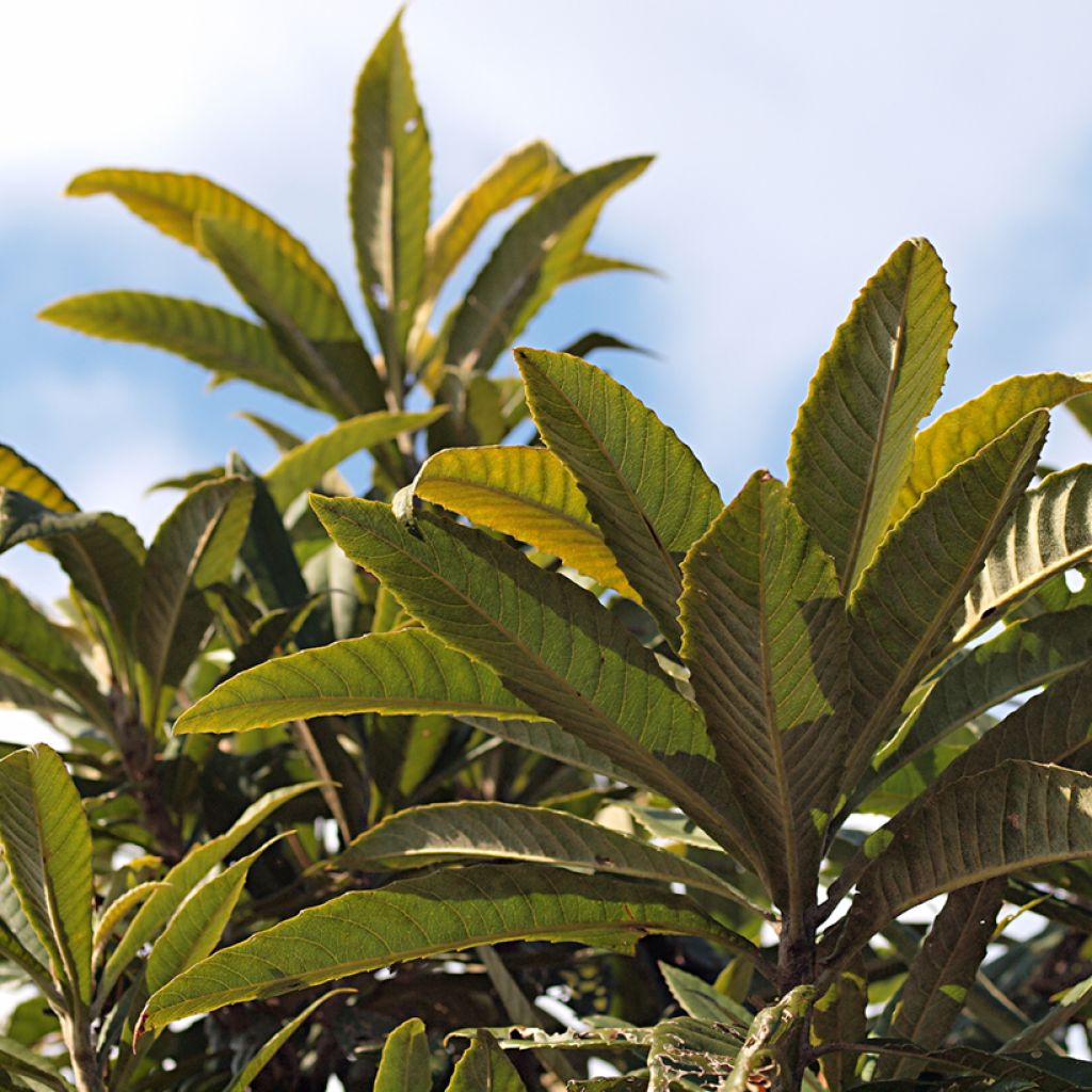 Nespereira Tanaka - Eriobotrya japonica