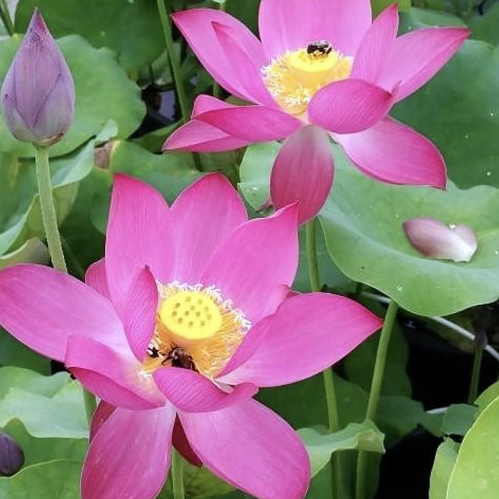 Lótus Red at Sunset