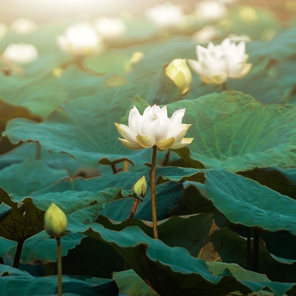 Lótus Hong Bian Yudie - Nelumbo nucifera