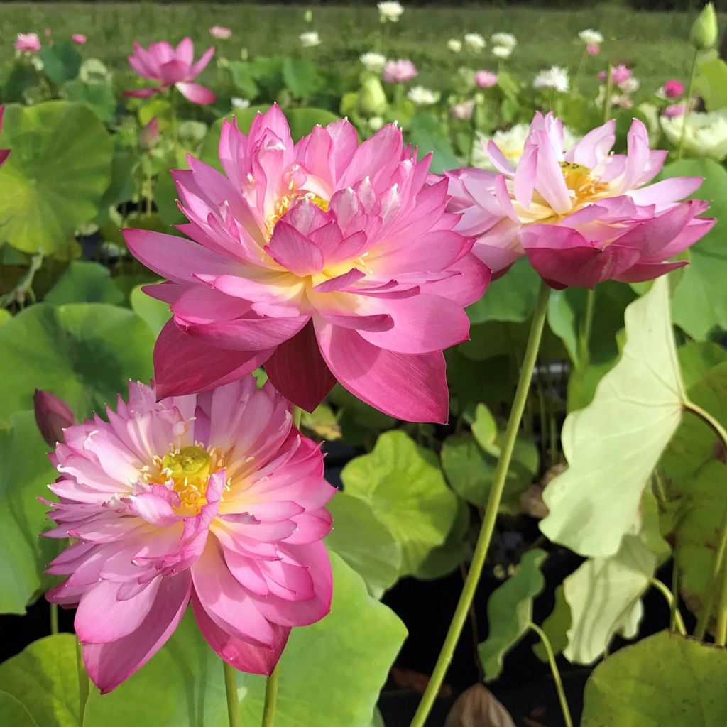 Lótus Elite Red - Nelumbo