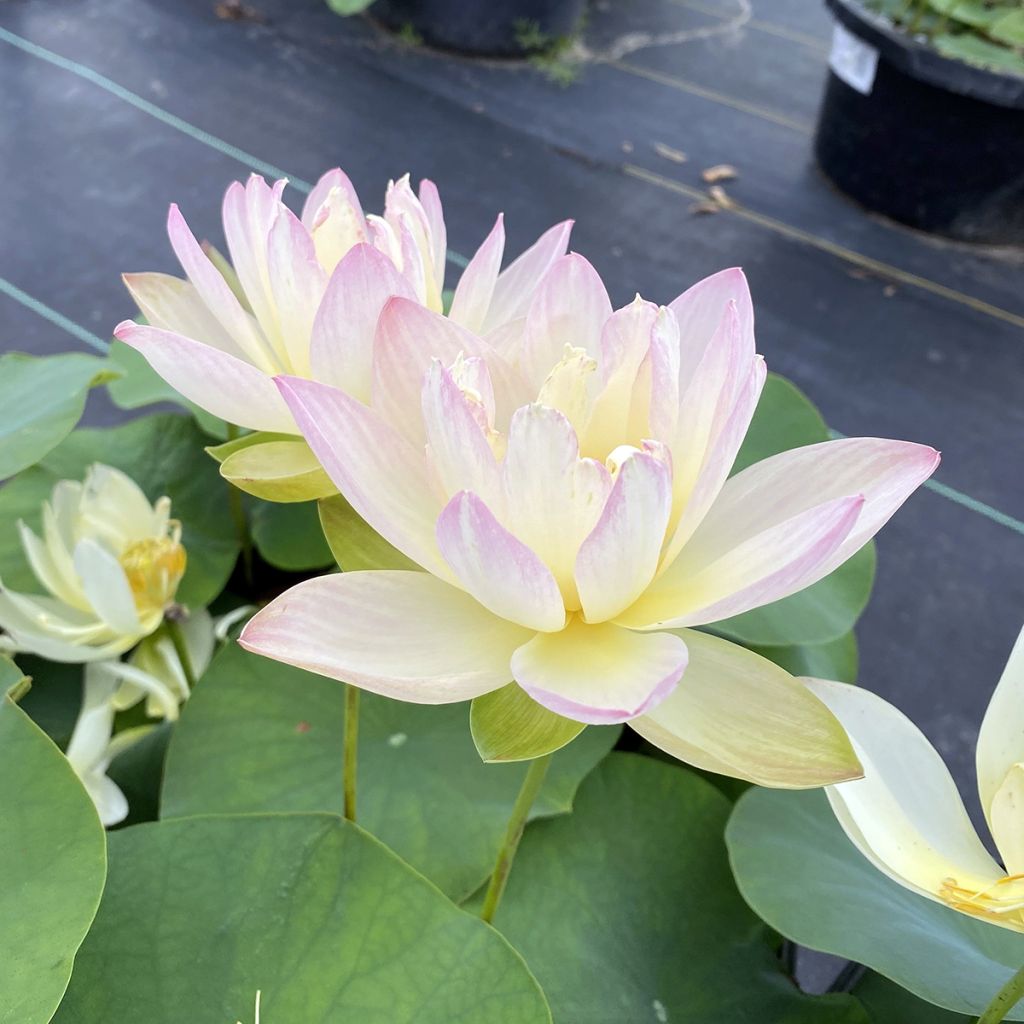 Lótus Evening Showers - Nelumbo