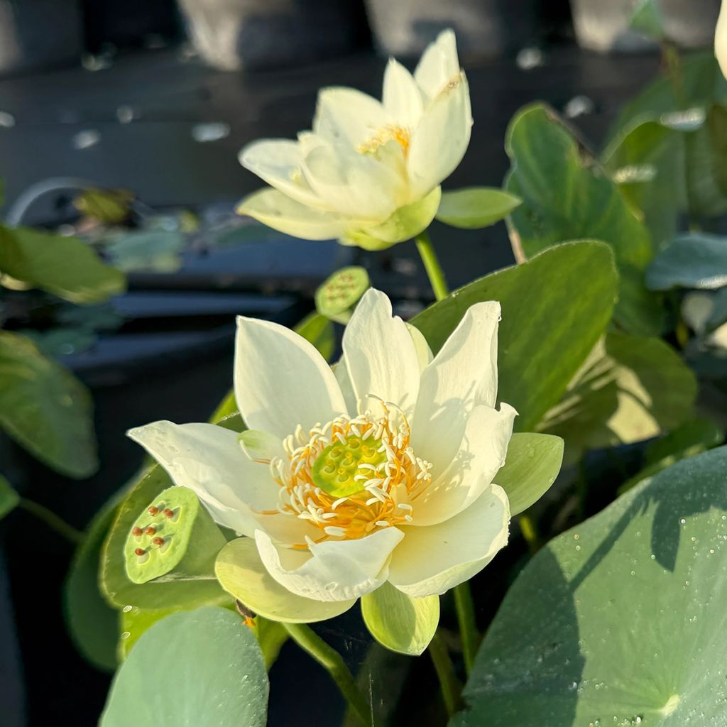 Lótus Little Antelope - Nelumbo
