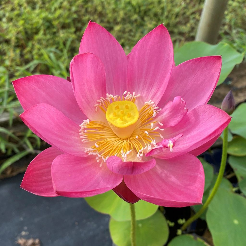 Lótus Purple Fairy 2 - Nelumbo