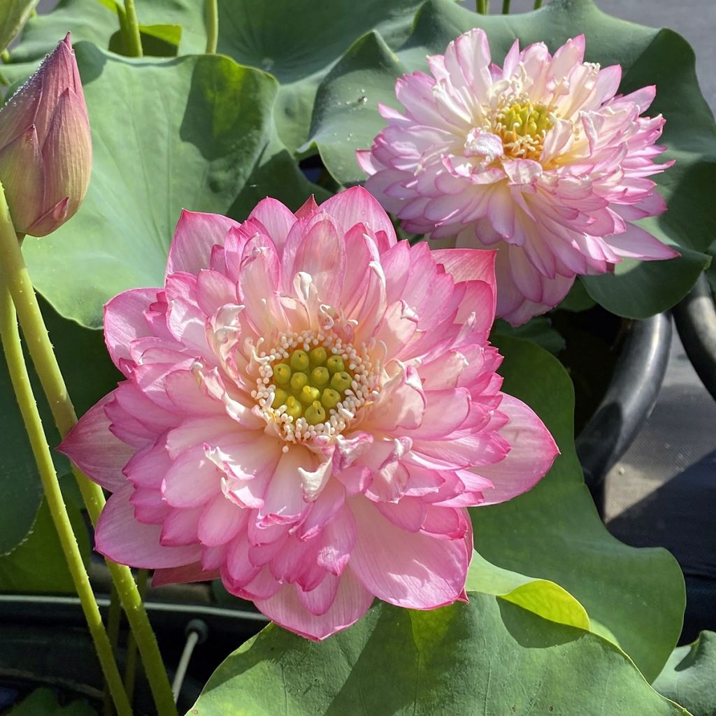 Lótus Pink Lady - Nelumbo nucifera