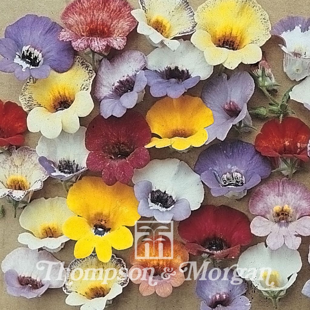 Nemesia Strumosa Compacta Tapestry 