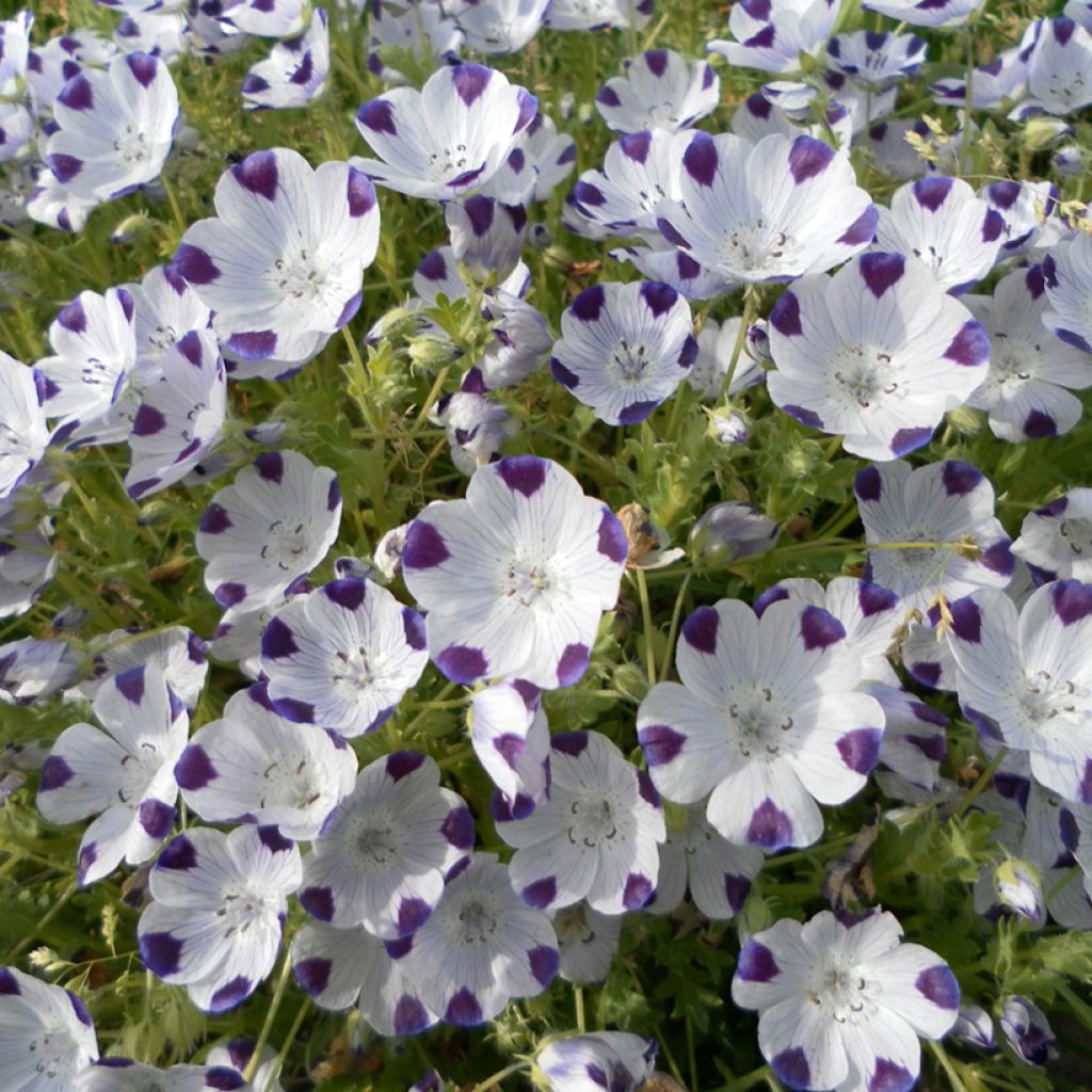 Nemophila maculata Spotty em sementes