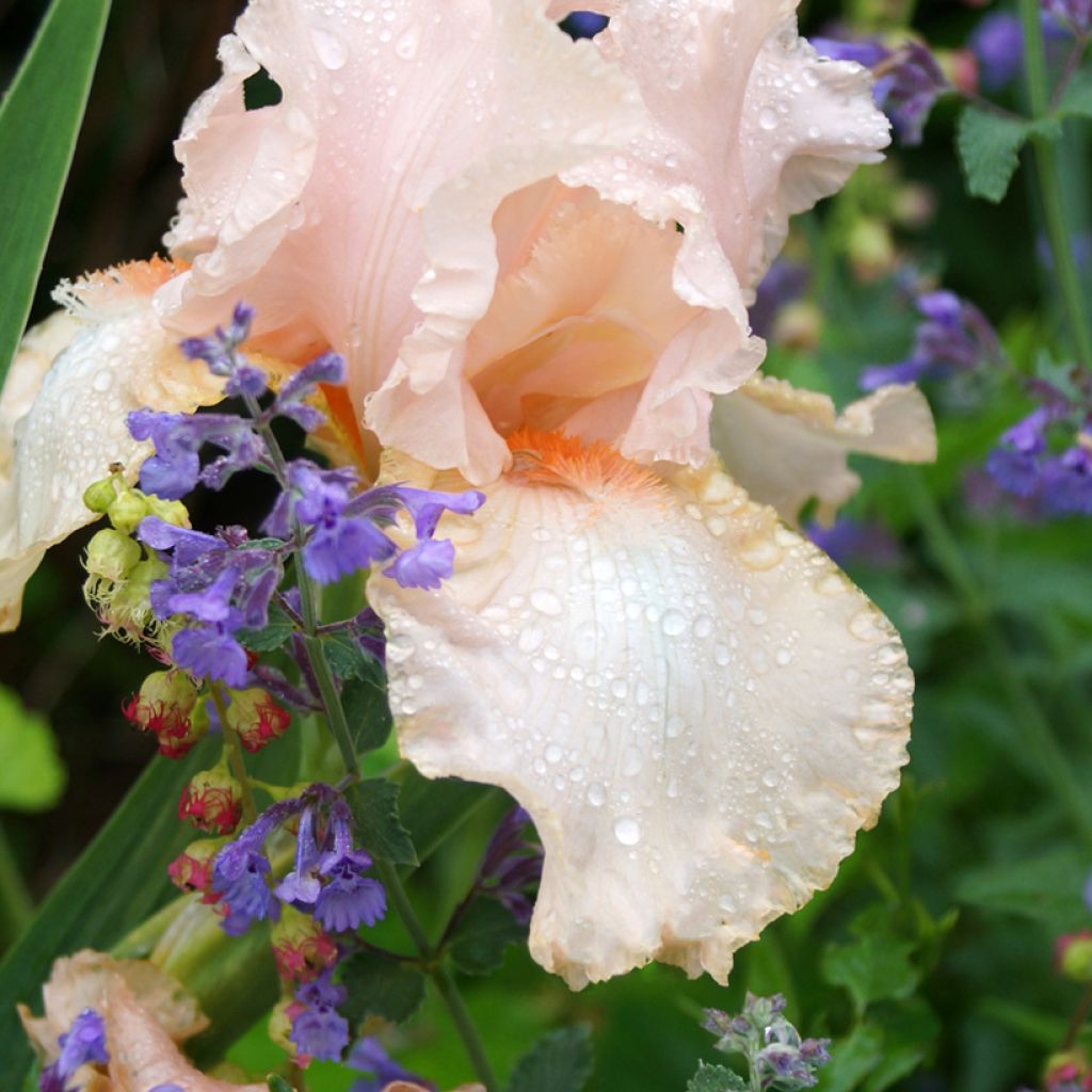 Nepeta faassenii Walkers Low