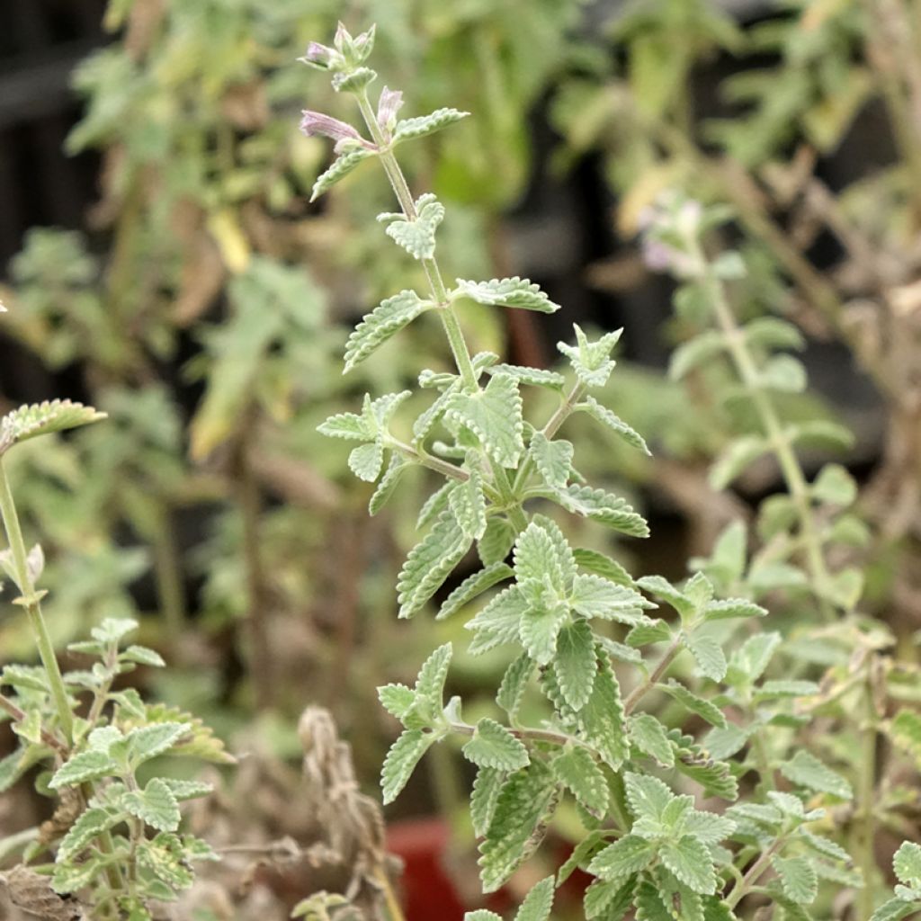 Nepeta faassenii Dropmore