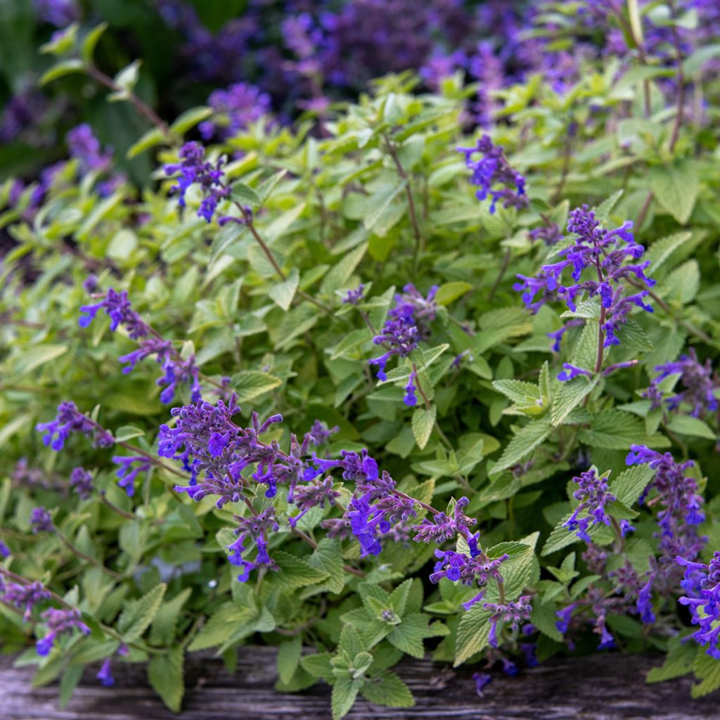 Nepeta x faassenii Limelight