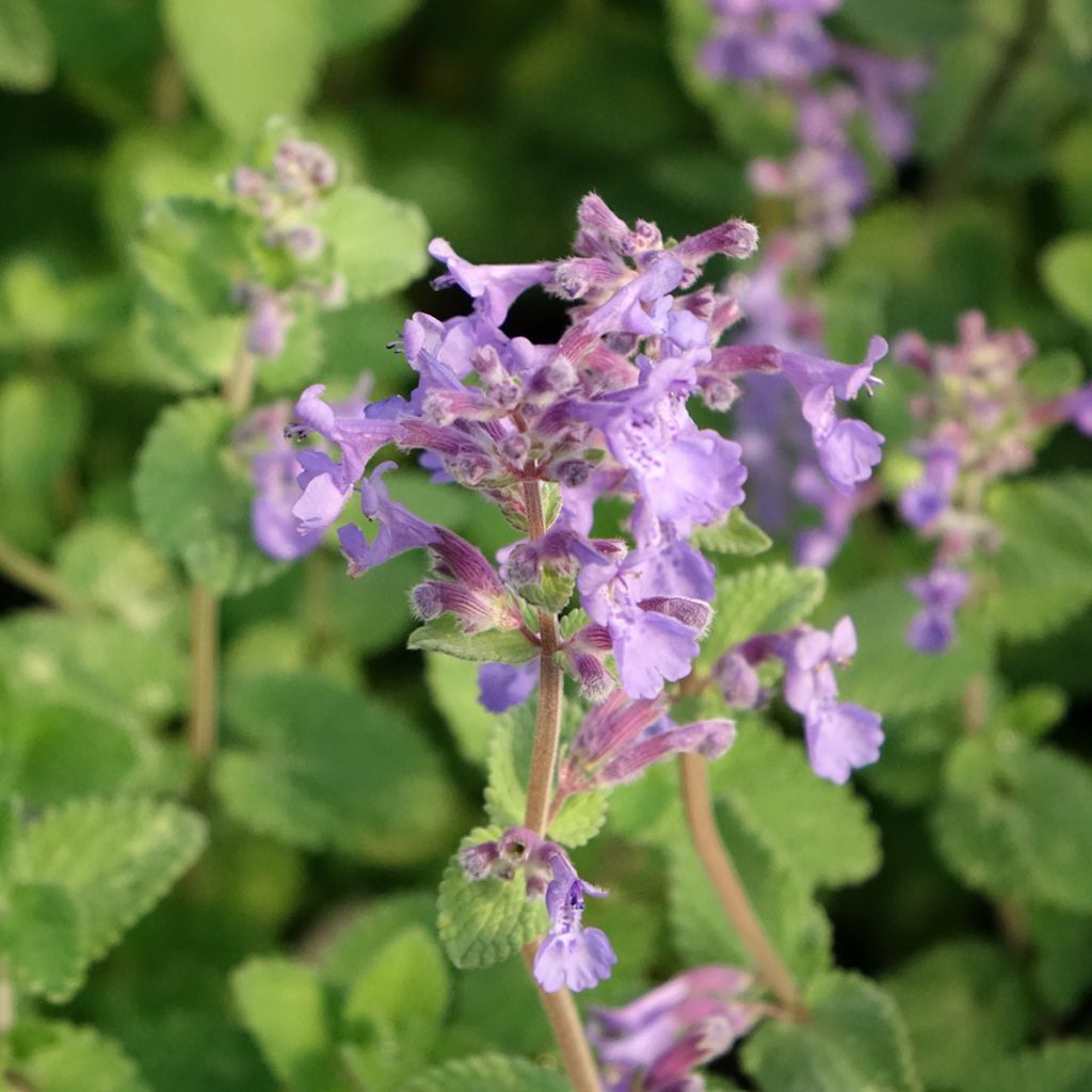 Nepeta faassenii Walkers Low
