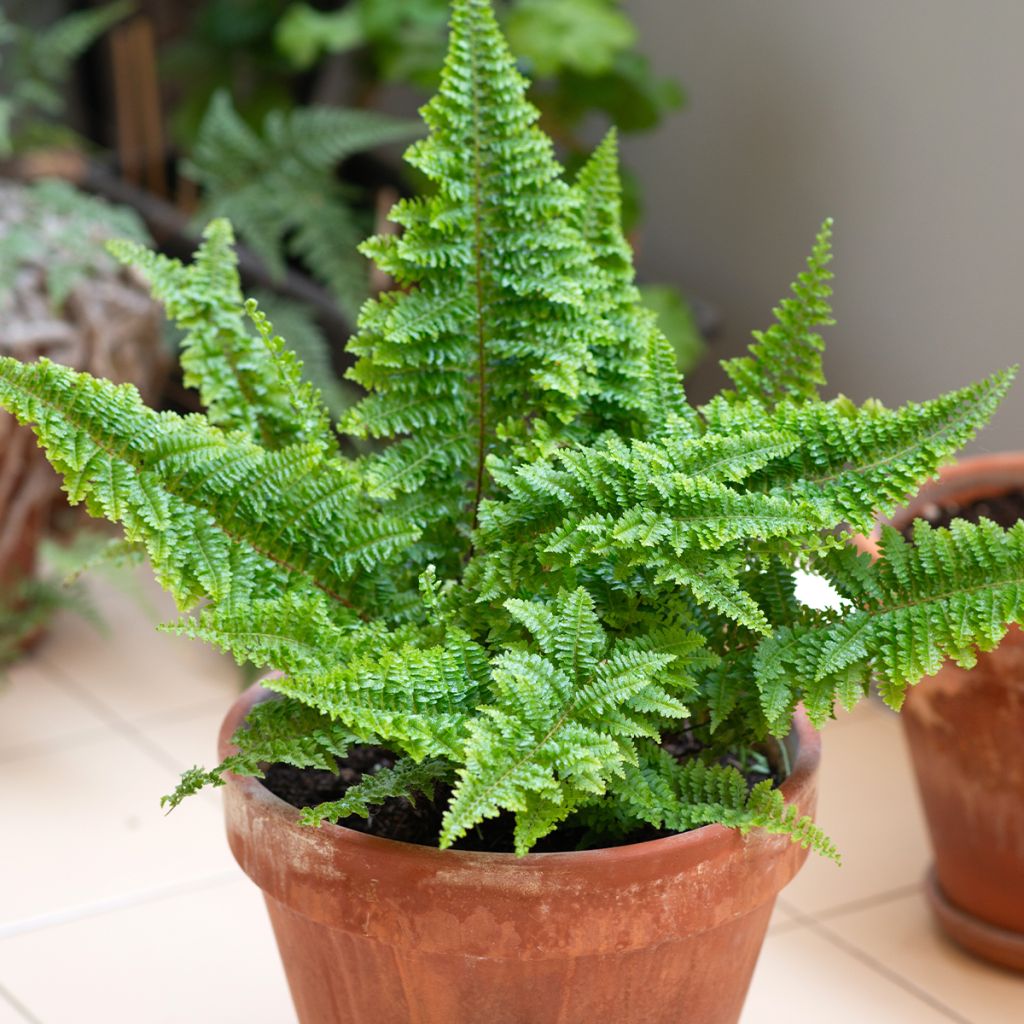 Nephrolepis exaltata Cotton Candy - Feto-de-Boston