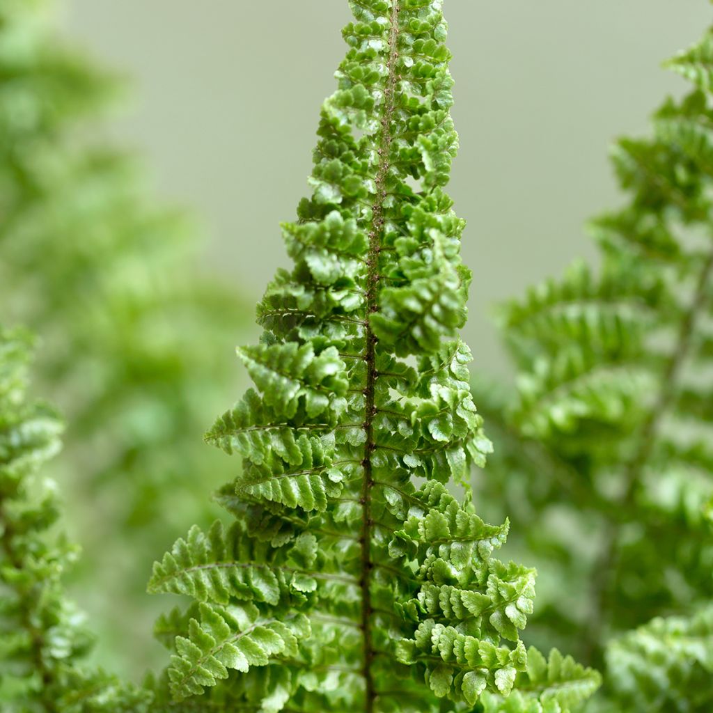 Nephrolepis exaltata Cotton Candy - Feto-de-Boston