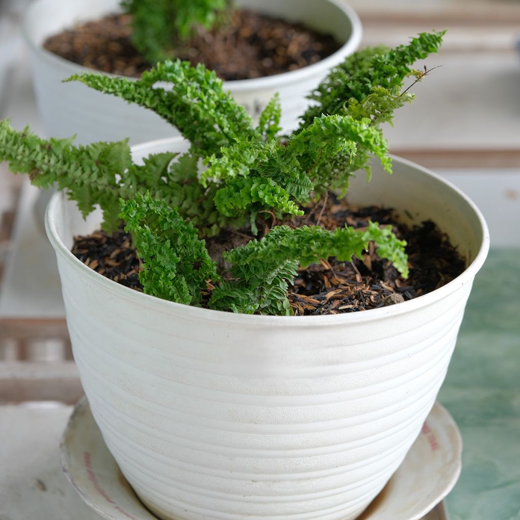 Nephrolepis exaltata Fluffy Ruffle - Feto-de-Boston