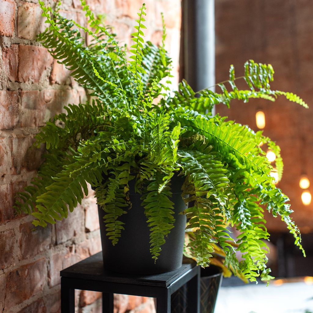 Nephrolepis exaltata Green Fantasy - Feto-de-Boston