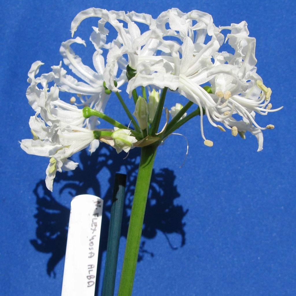 Nerine flexuose blanche