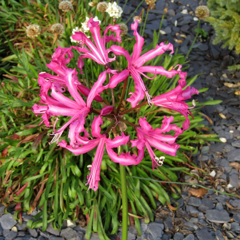 Nerine bowdenii Favourite