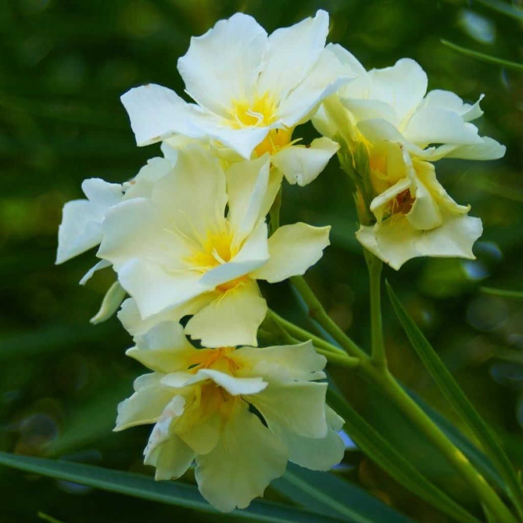 Oleandro Luteum Plenum