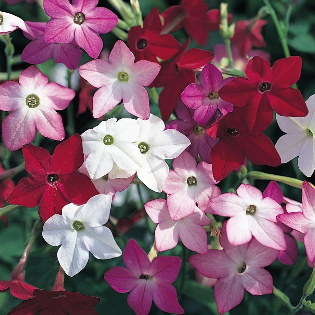 Nicotiana Perfume F1 Mix