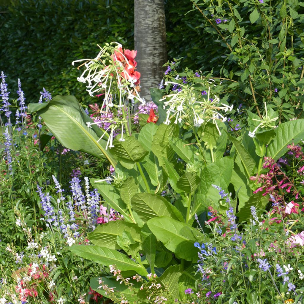 Nicotiana sylvestris em sementes - Tabaco-do-bosque